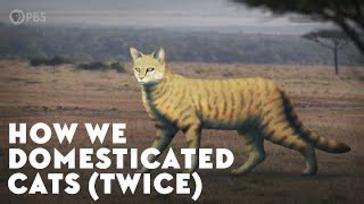 What was domesticated first