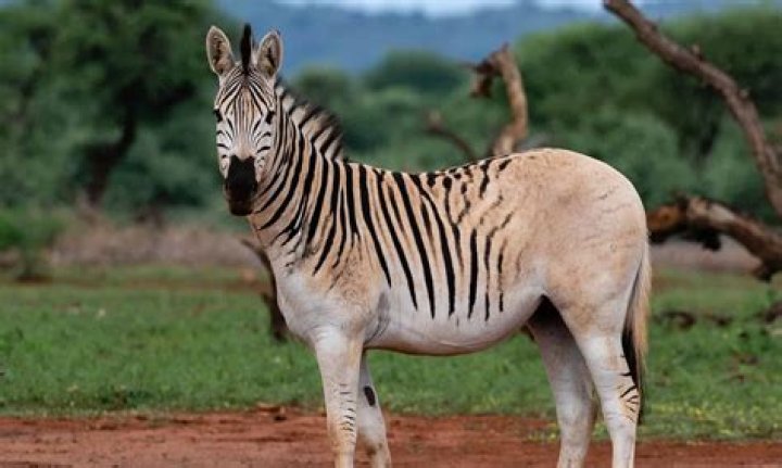 What was Equus about