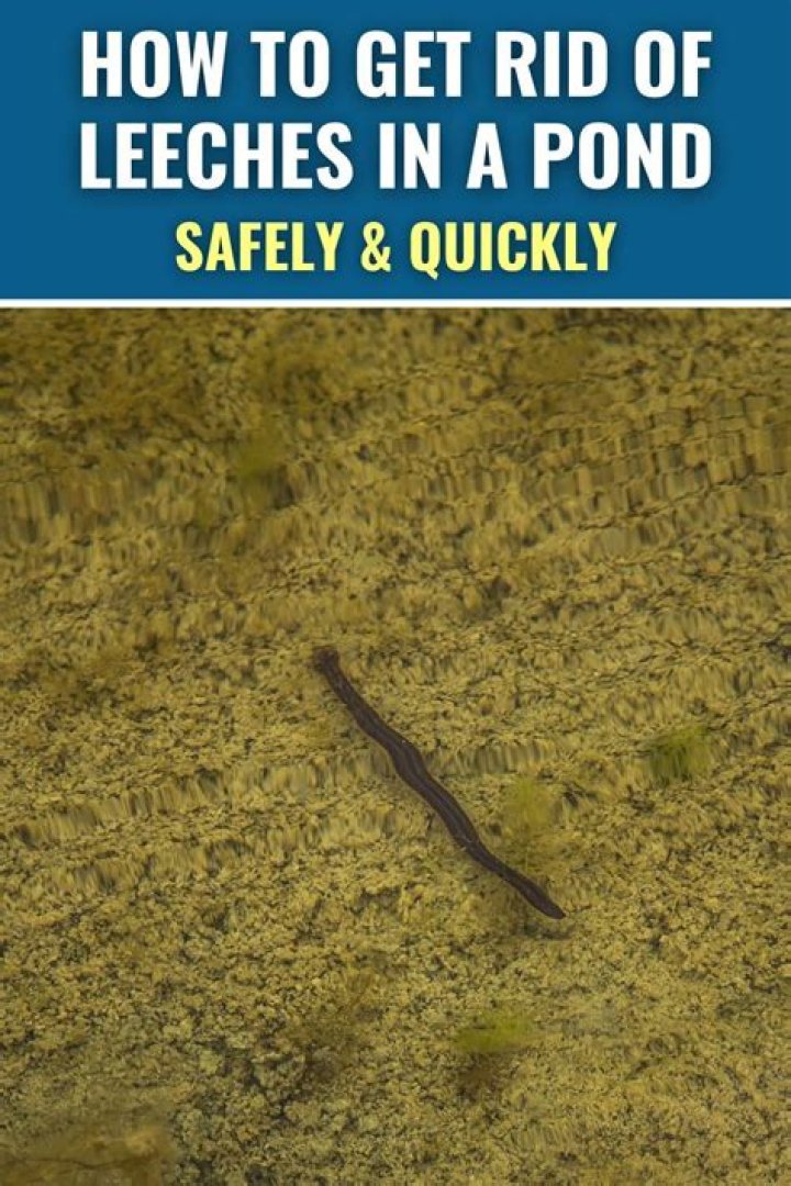 What will kill leeches in a pond