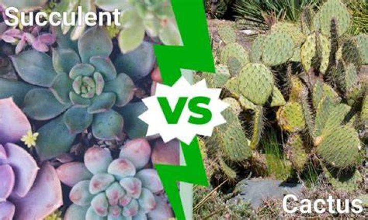 Whats the difference between a cactus and a succulent