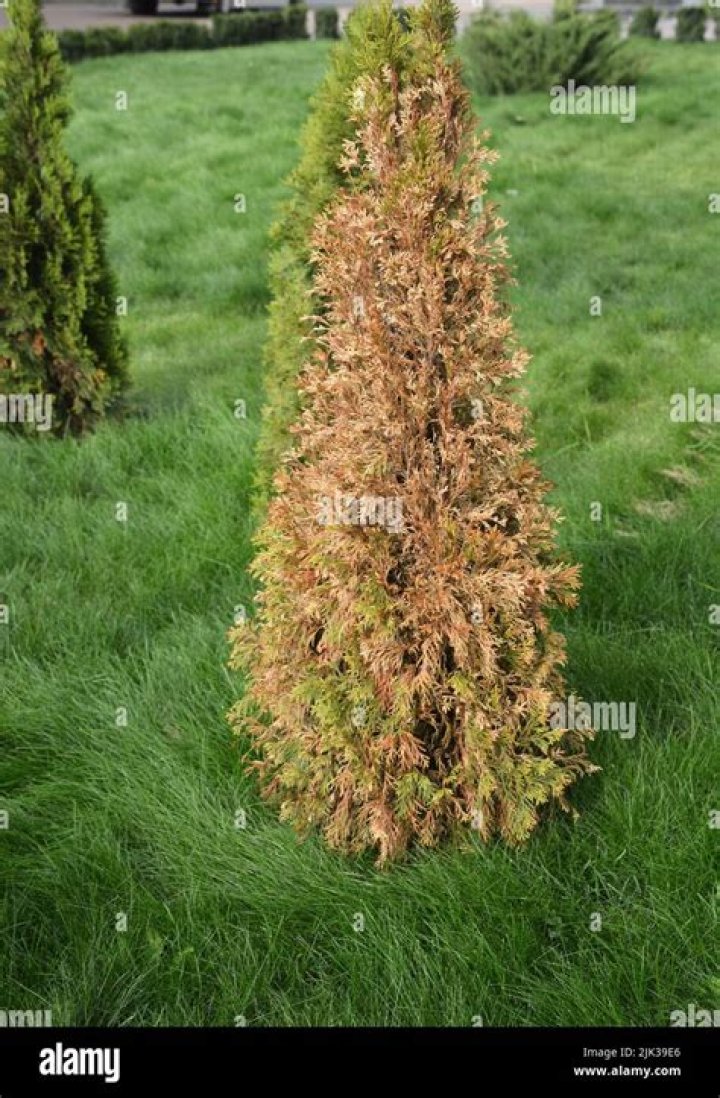 Whats wrong with my evergreen tree