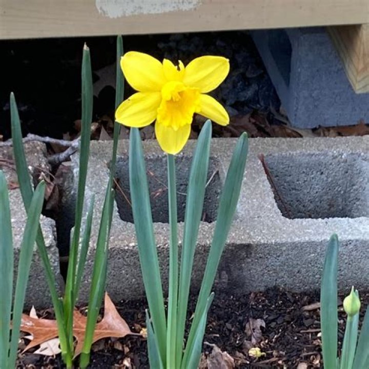 When can you split daffodil clumps