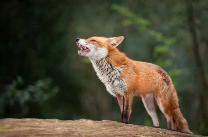 When did Fleet Foxes come out?