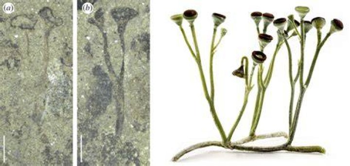 When did the first vascular plants appear