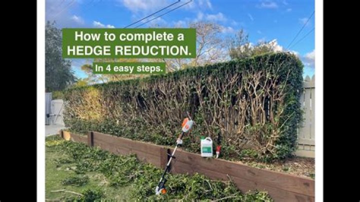 When should I cut my hedge back