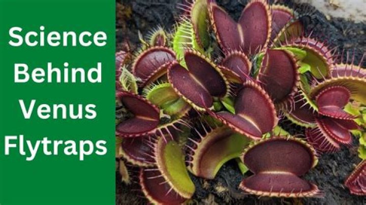 When should I hibernate my Venus flytrap