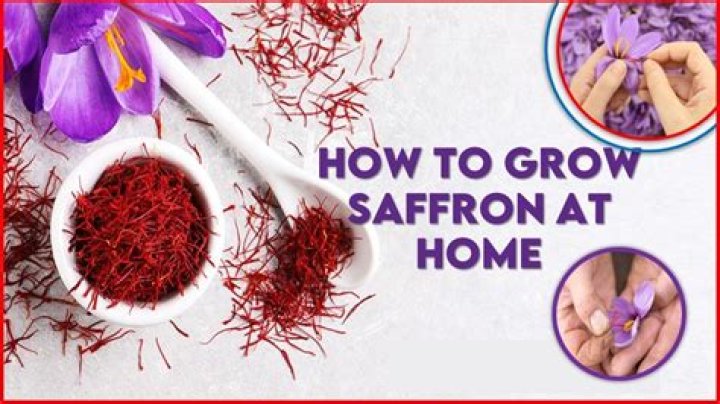 When should I plant saffron