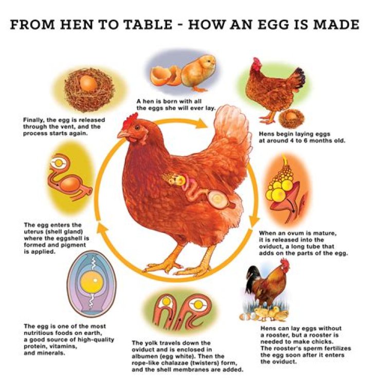 When was the first egg cup made?