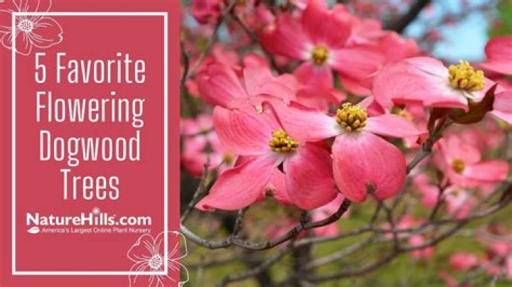 Where are dogwoods native
