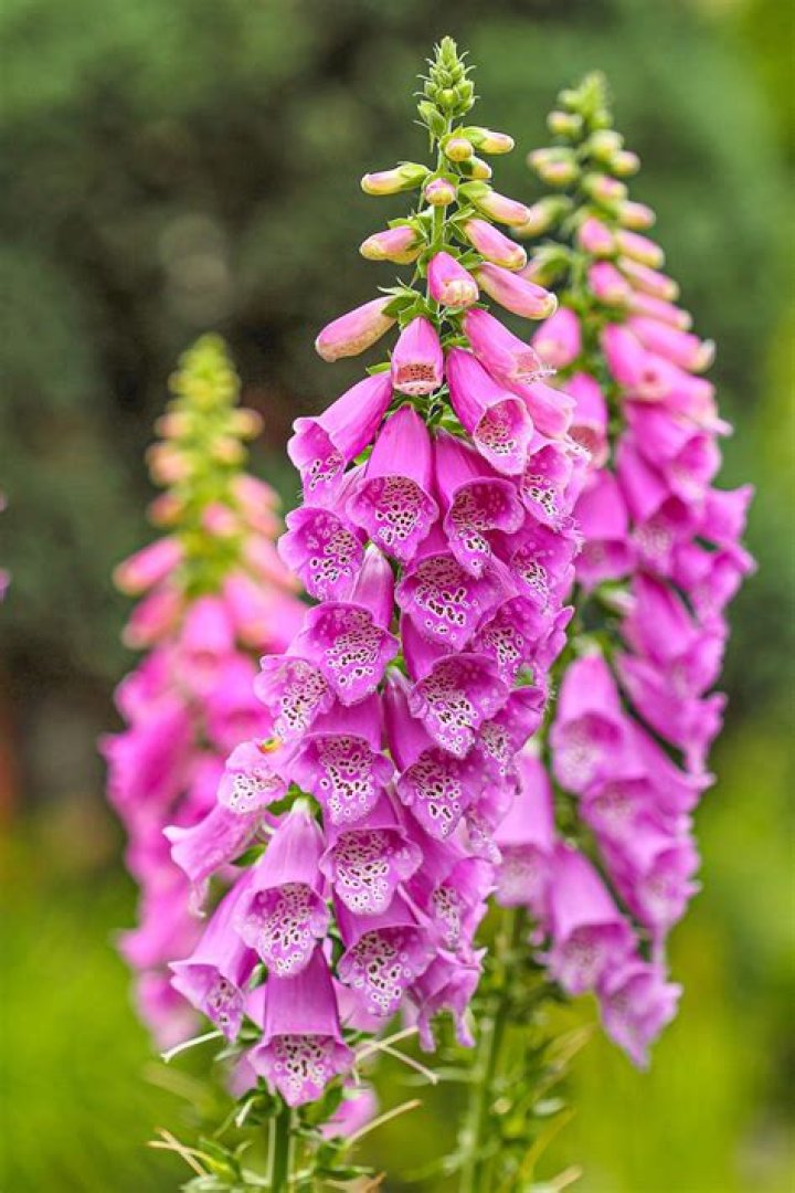 Where are foxgloves native
