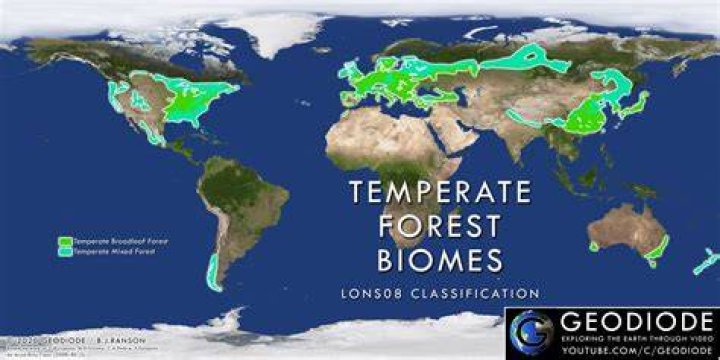 Where are mountain forests found?