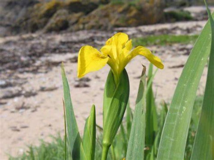 Where did yellow flag iris come from