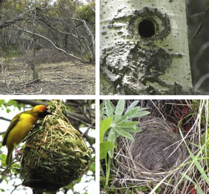 Where do brown thrashers build their nests