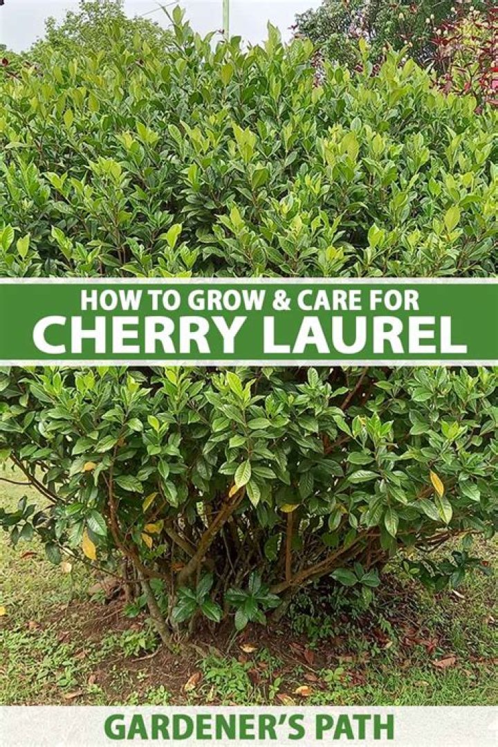 Where do cherry laurels grow