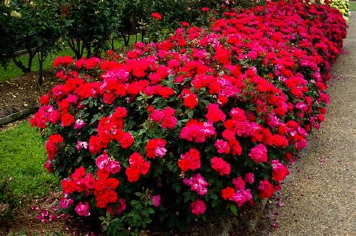 Where do double knockout roses grow