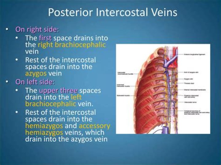 Where do intercostal veins drain