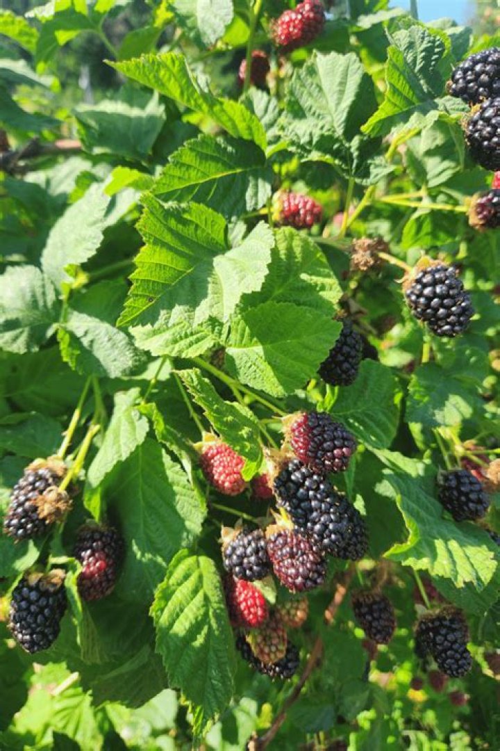 Where does marionberry grow