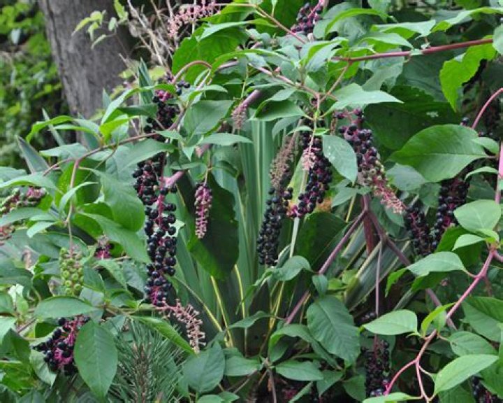 Where does Pokeberry grow