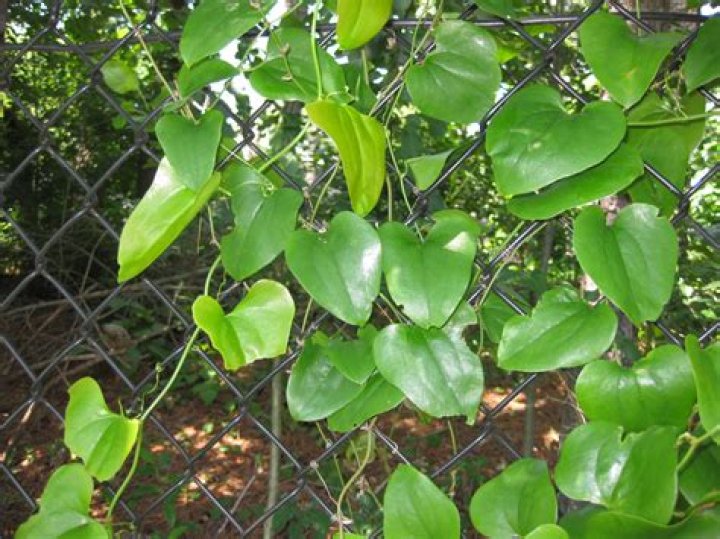 Where does Smilax vine grow