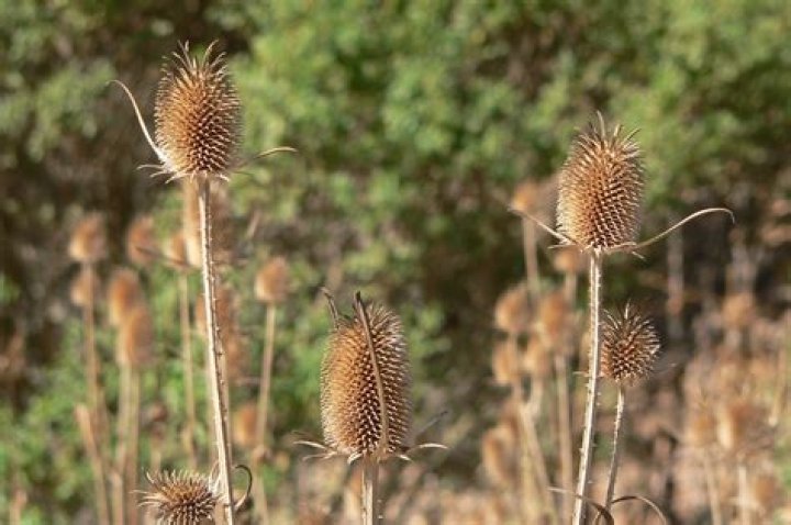 Where does teasel grow