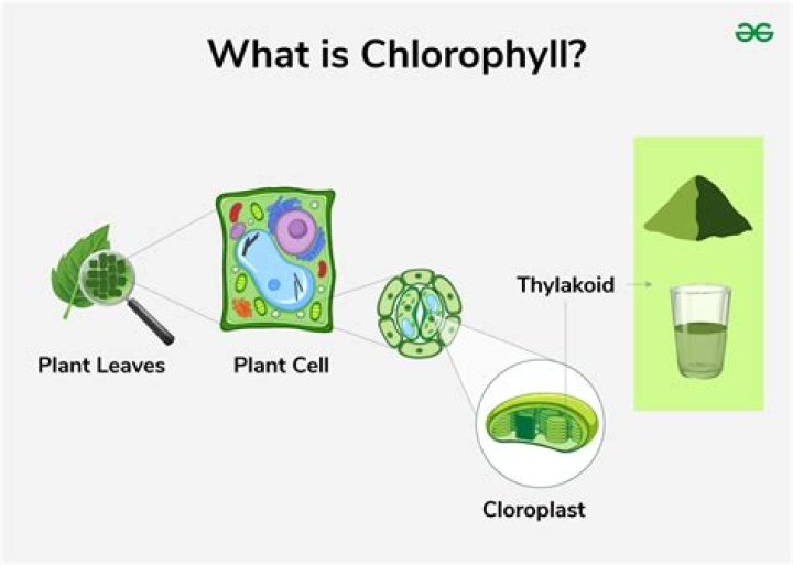 Where is chlorophyll A