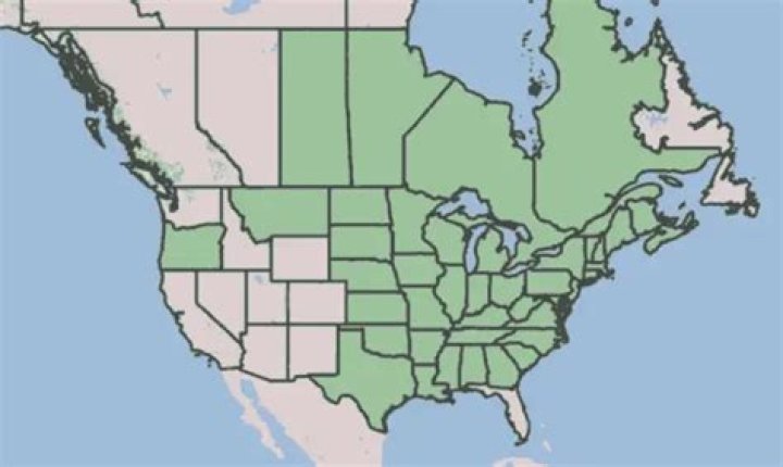 Where is common milkweed native