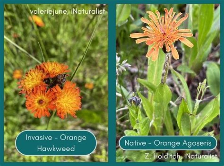 Where is hawkweed native to?