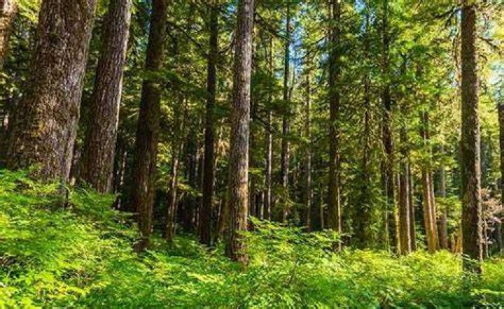 Where is the temperate coniferous forest