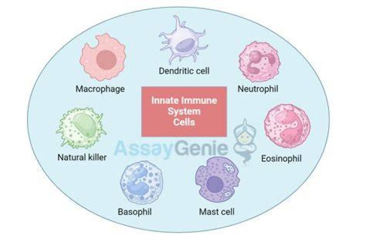 Which cells are supportive cells
