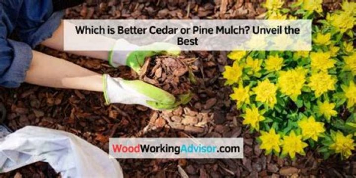 Which is better cedar or pine mulch