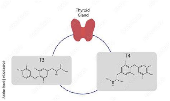 Which is better t3 or t4