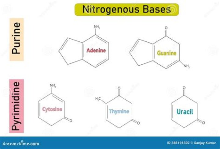 Which is pyrimidine base