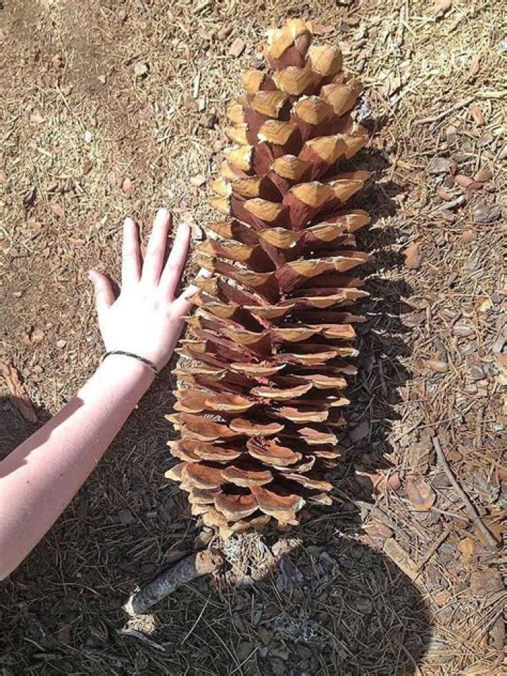Which pine trees have the largest cones