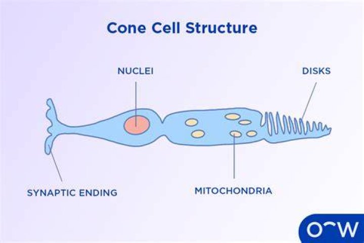 Why are cone cells cone shaped