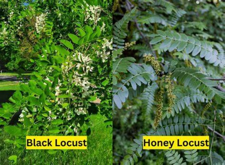 Why are locust trees called locust trees
