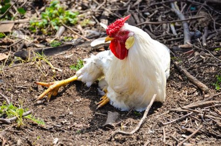 Why are my chickens limping