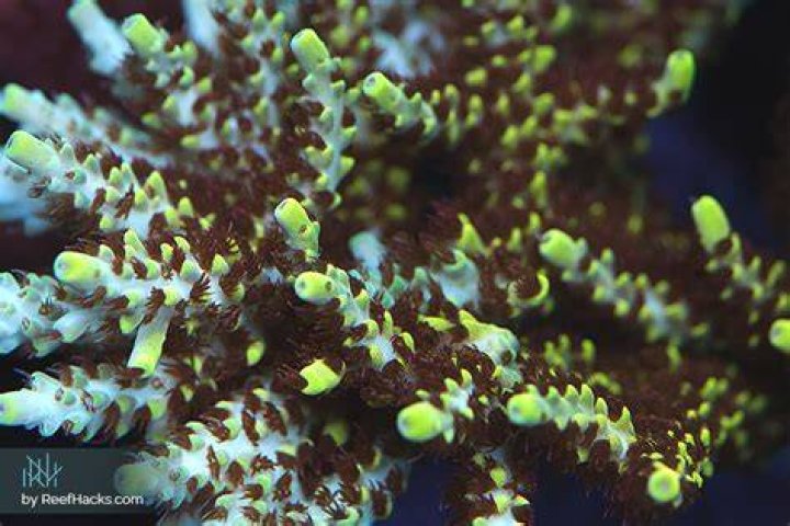 Why do Acropora turn brown?