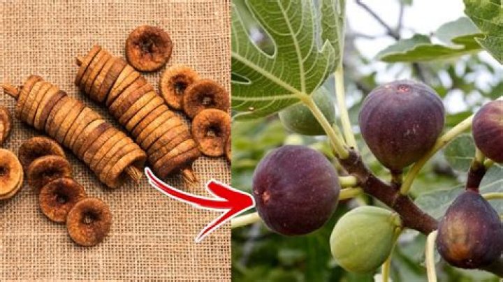 Why do creeping figs turn brown