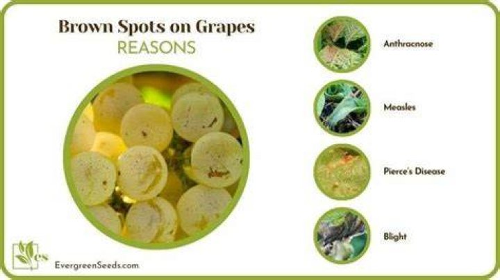 Why do grapes get black spots