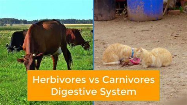 Why do herbivores have a more complex digestive system?