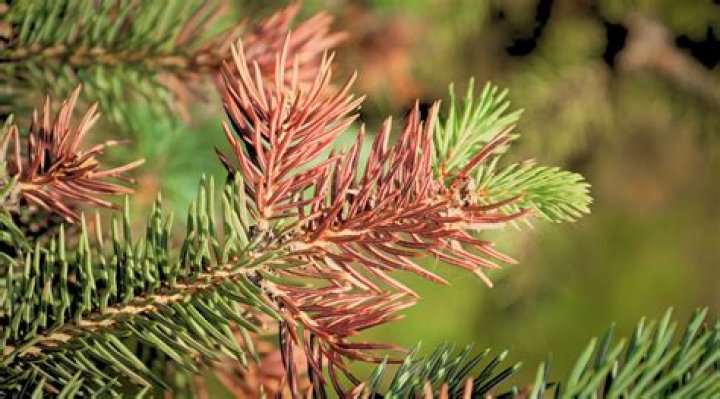 Why do pine needles turn red