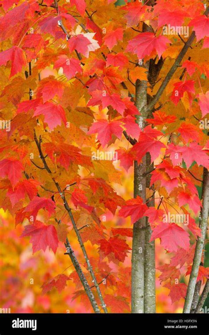 Why do some maple trees turn red and some yellow