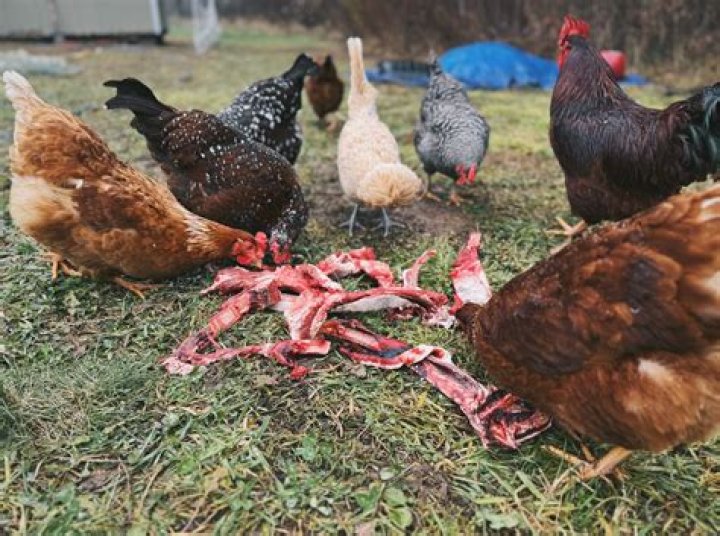 Why do we eat so much chicken