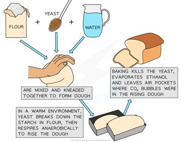 Why do we put yeast in flour?