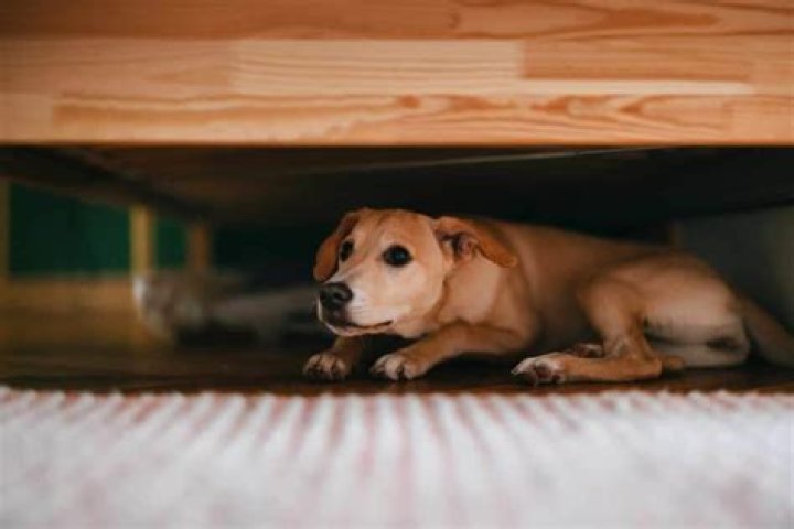 Why does my dog hide under my bed