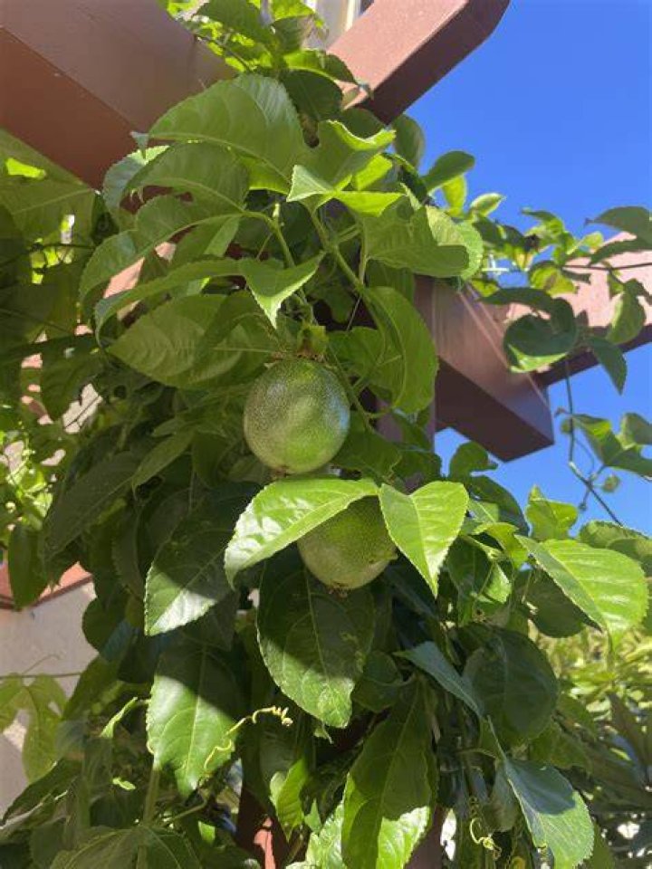 Why does my passion fruit not fruit