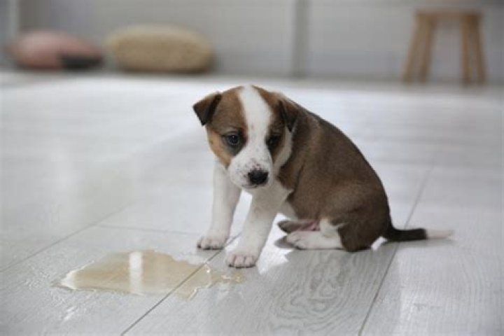 Why does my puppy pee inside