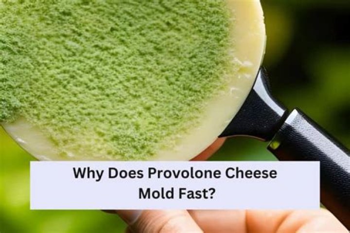 Why does provolone cheese mold fast?