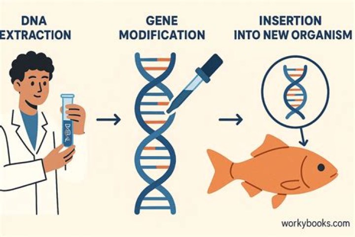 Why is genetic modification a good thing?