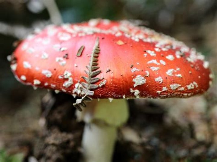 Why is it called fly agaric